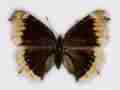Nymphalis antiopa (Camberwell Beauty) hygiaea aberration cold shock (Internet Image property of respective owner, non-commercial use only)